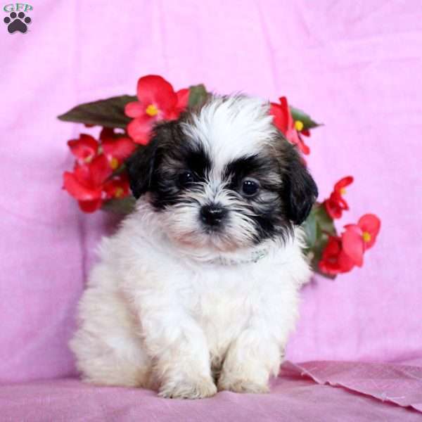 Joy, Shih Tzu Puppy