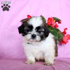 Joy, Shih Tzu Puppy