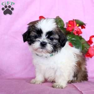 Joy, Shih Tzu Puppy