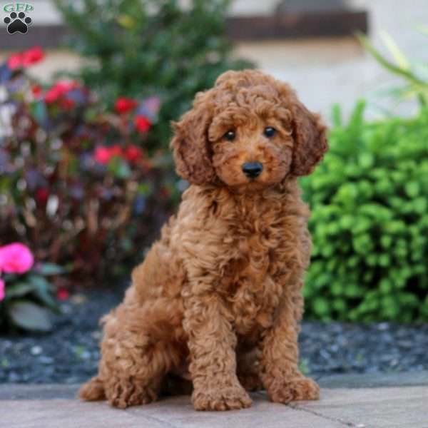 Jude, Miniature Poodle Puppy