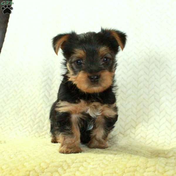 Julep, Yorkie Puppy