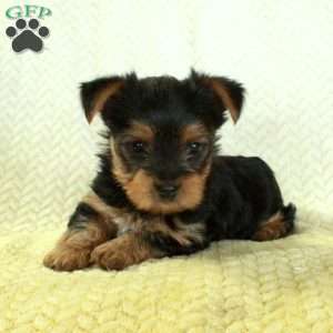 Julep, Yorkie Puppy