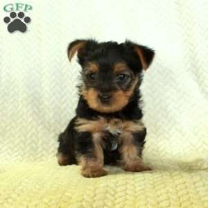 Julep, Yorkie Puppy
