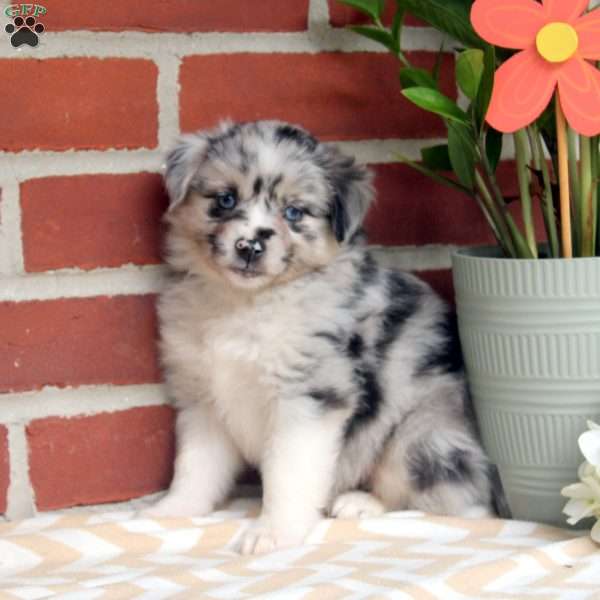 Julia, Miniature Australian Shepherd Puppy