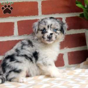 Julia, Miniature Australian Shepherd Puppy