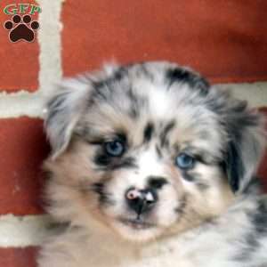 Julia, Miniature Australian Shepherd Puppy