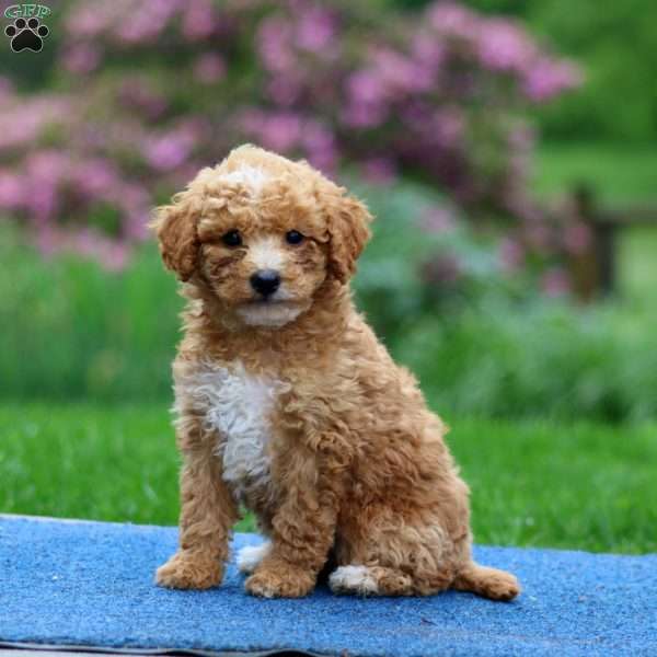 Julia, Mini Goldendoodle Puppy