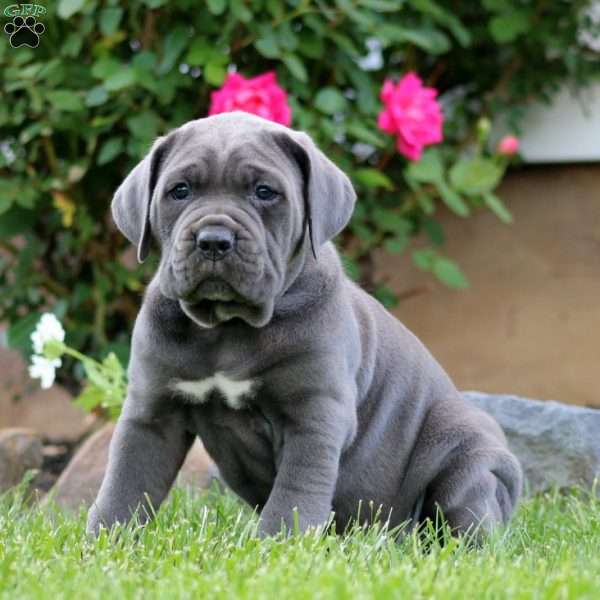 Julia, Cane Corso Puppy