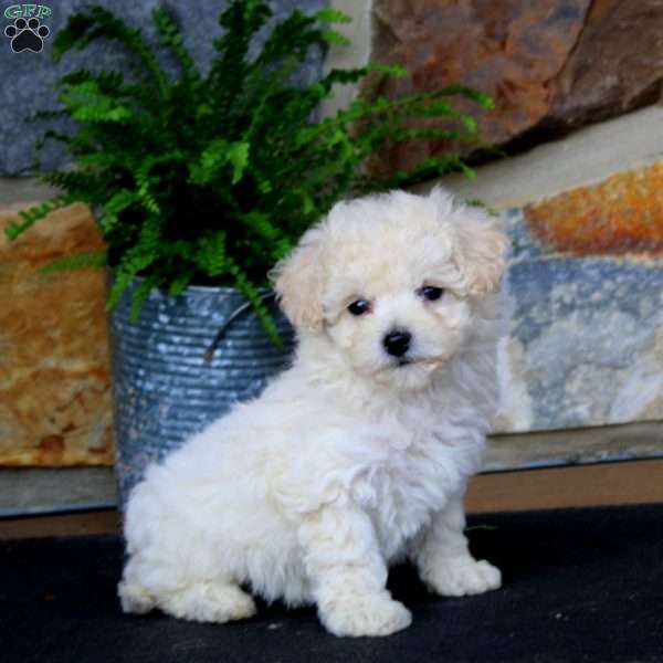 Julie, Bich-Poo Puppy