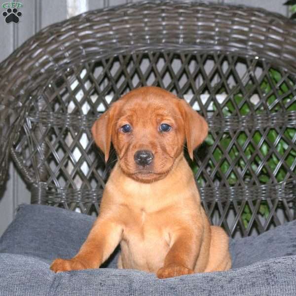 Juliet, Fox Red Labrador Retriever Puppy