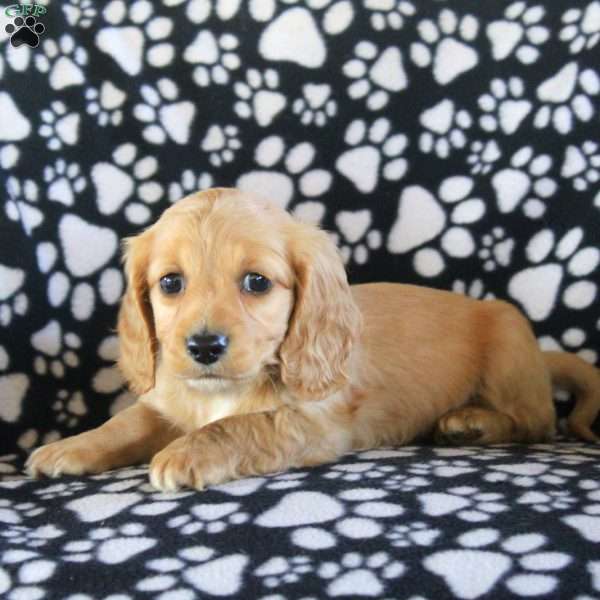 Juliet-Mini, Dachshund Puppy