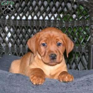 Juliet, Fox Red Labrador Retriever Puppy