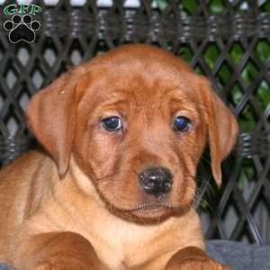 Juliet, Fox Red Labrador Retriever Puppy