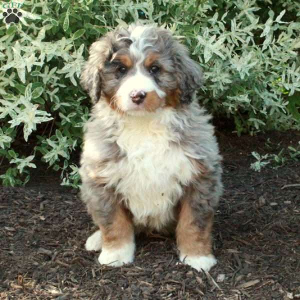 Jumbo, Bernedoodle Puppy