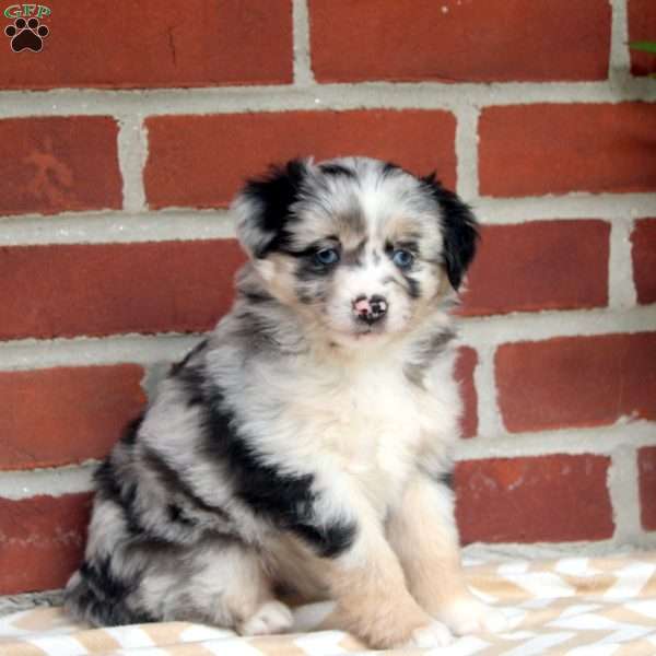 June, Miniature Australian Shepherd Puppy