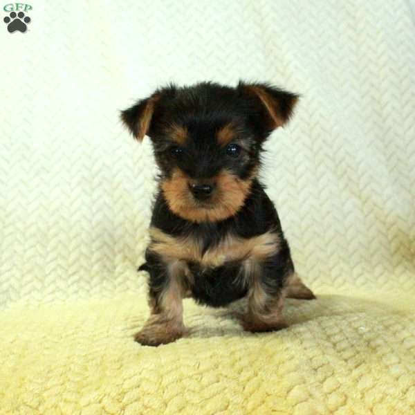 June, Yorkie Puppy
