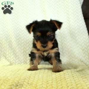 June, Yorkie Puppy