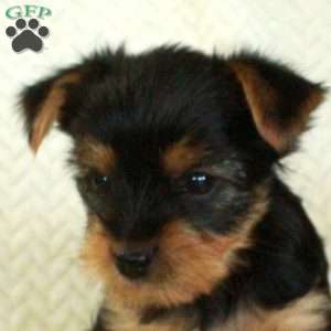 June, Yorkie Puppy