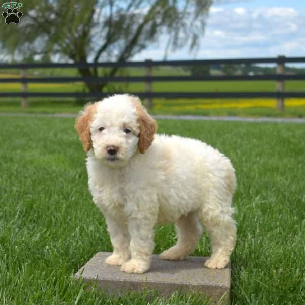 Junior, Mini Goldendoodle Puppy