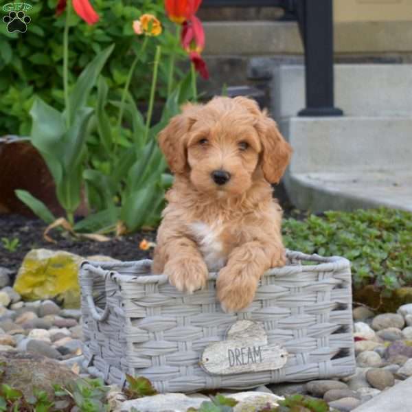 Junior, Maltipoo Puppy