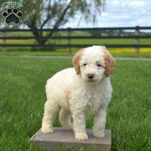 Junior, Mini Goldendoodle Puppy