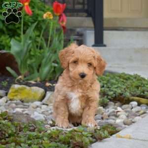Junior, Maltipoo Puppy