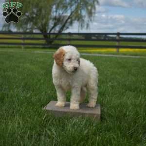 Junior, Mini Goldendoodle Puppy