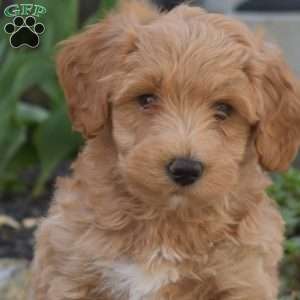 Junior, Maltipoo Puppy