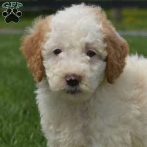 Junior, Mini Goldendoodle Puppy