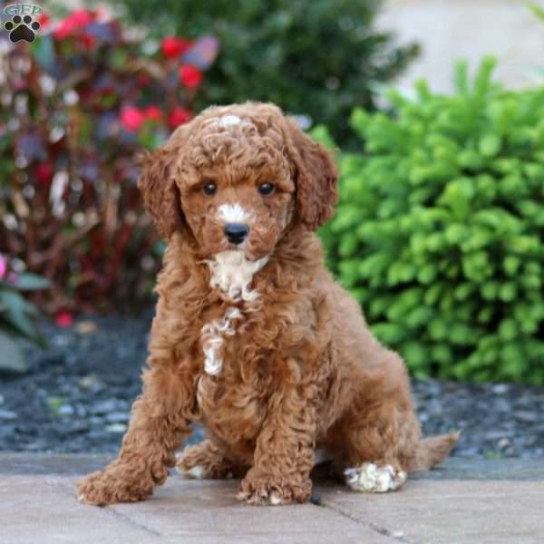 Justice, Miniature Poodle Puppy