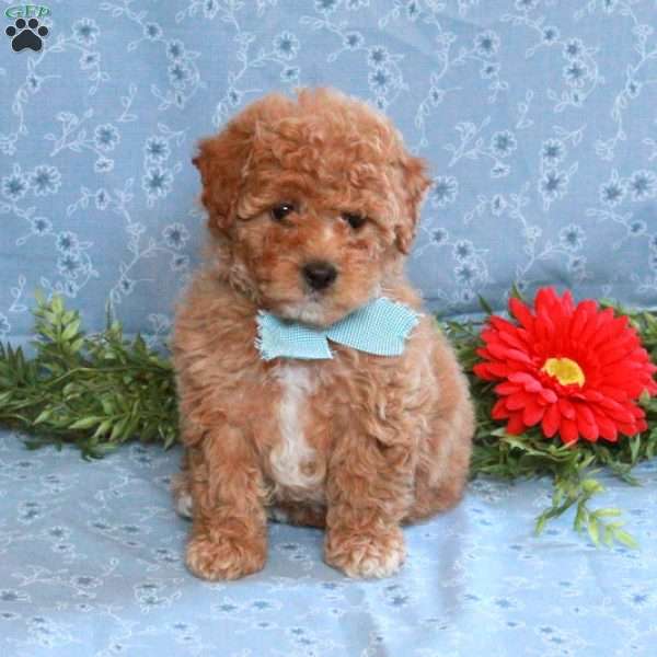 Kacie, Miniature Poodle Puppy
