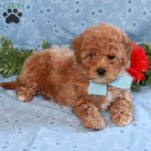 Kacie, Miniature Poodle Puppy