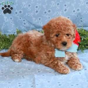 Kacie, Miniature Poodle Puppy