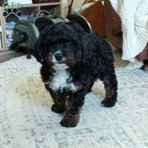 Kaden, Cavapoo Puppy