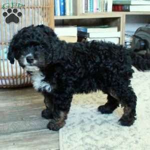 Kaden, Cavapoo Puppy