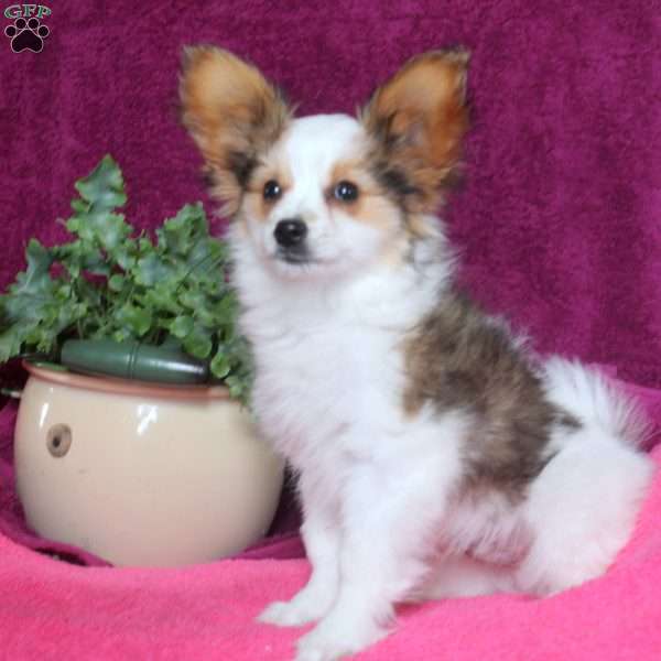 Kai, Papillon Puppy