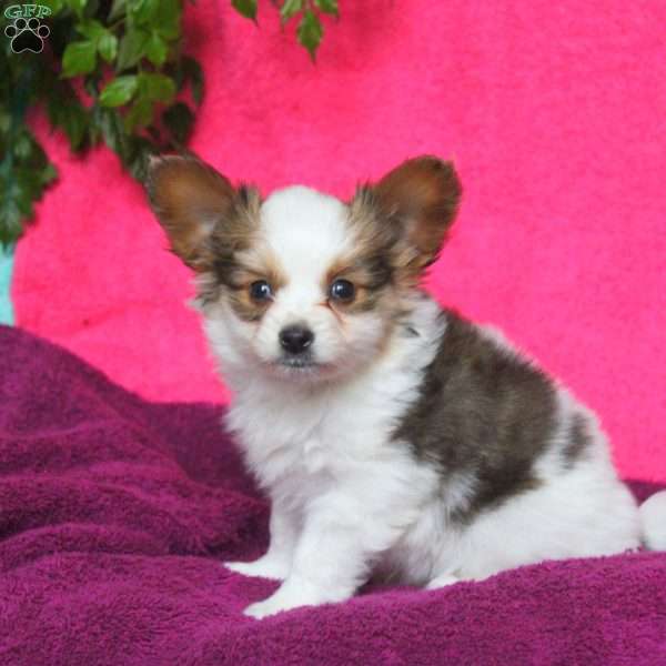Kai, Papillon Puppy