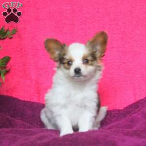 Kai, Papillon Puppy
