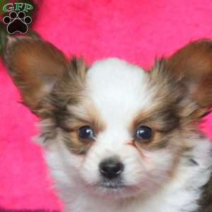 Kai, Papillon Puppy