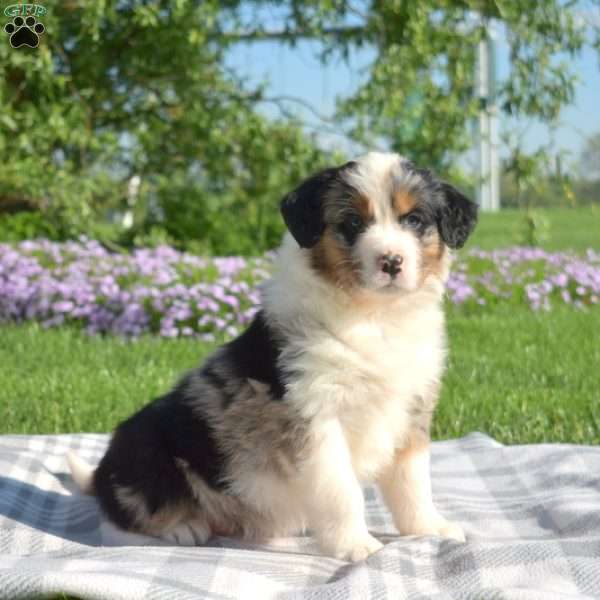 Kaitlin, Australian Shepherd Puppy