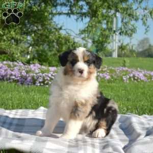 Kaitlin, Australian Shepherd Puppy