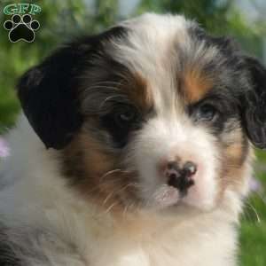 Kaitlin, Australian Shepherd Puppy