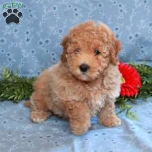 Kaitlyn, Miniature Poodle Puppy