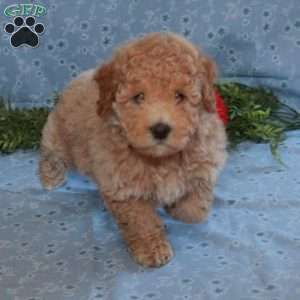Kaitlyn, Miniature Poodle Puppy