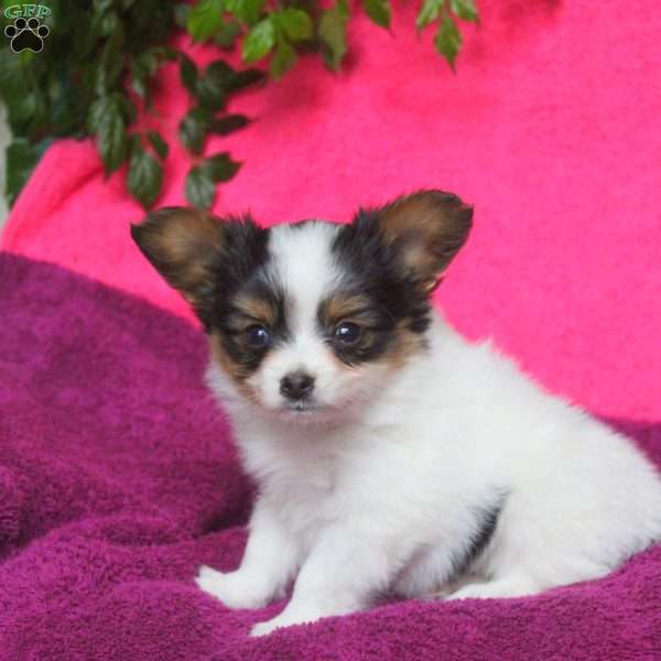 Kaleb, Papillon Puppy