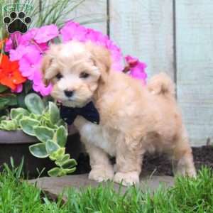 Kaleb, Maltipoo Puppy