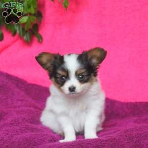 Kaleb, Papillon Puppy
