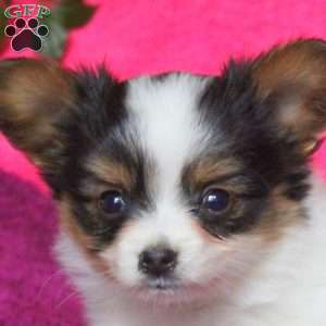 Kaleb, Papillon Puppy