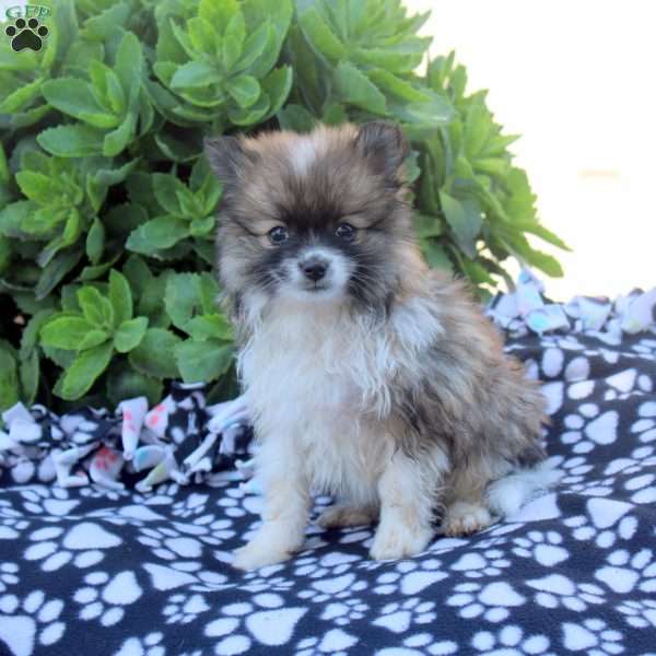 Kali, Pomeranian Puppy