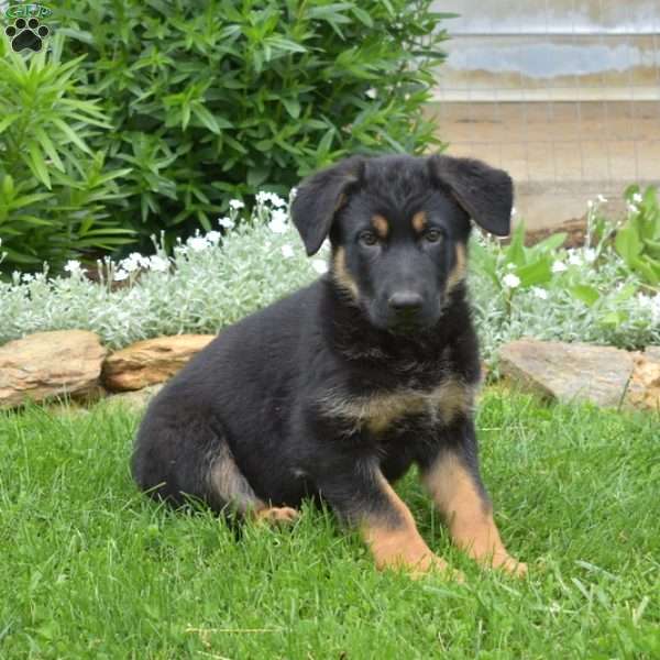 Kallie, German Shepherd Puppy